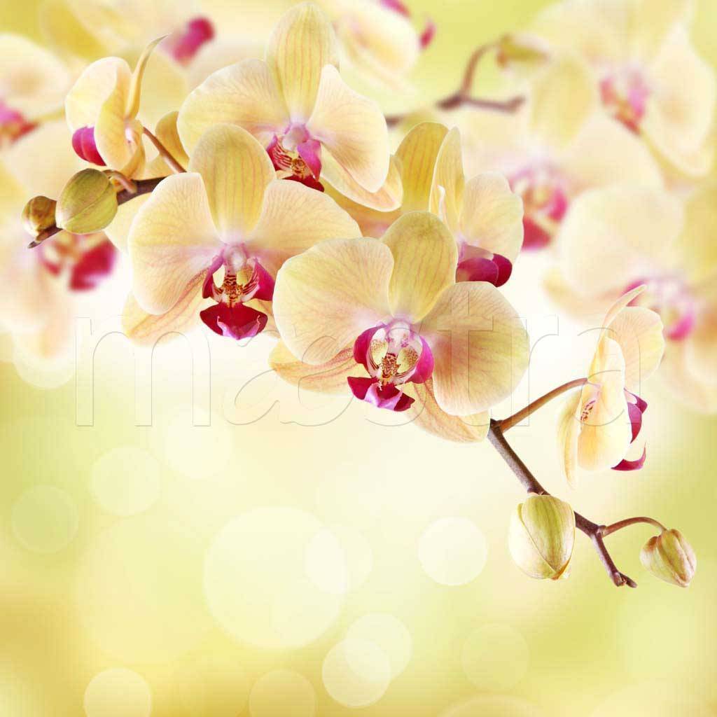 Фотообои Нежный цветок орхидеи