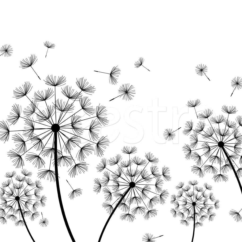 Фотообои Black and white dandelions