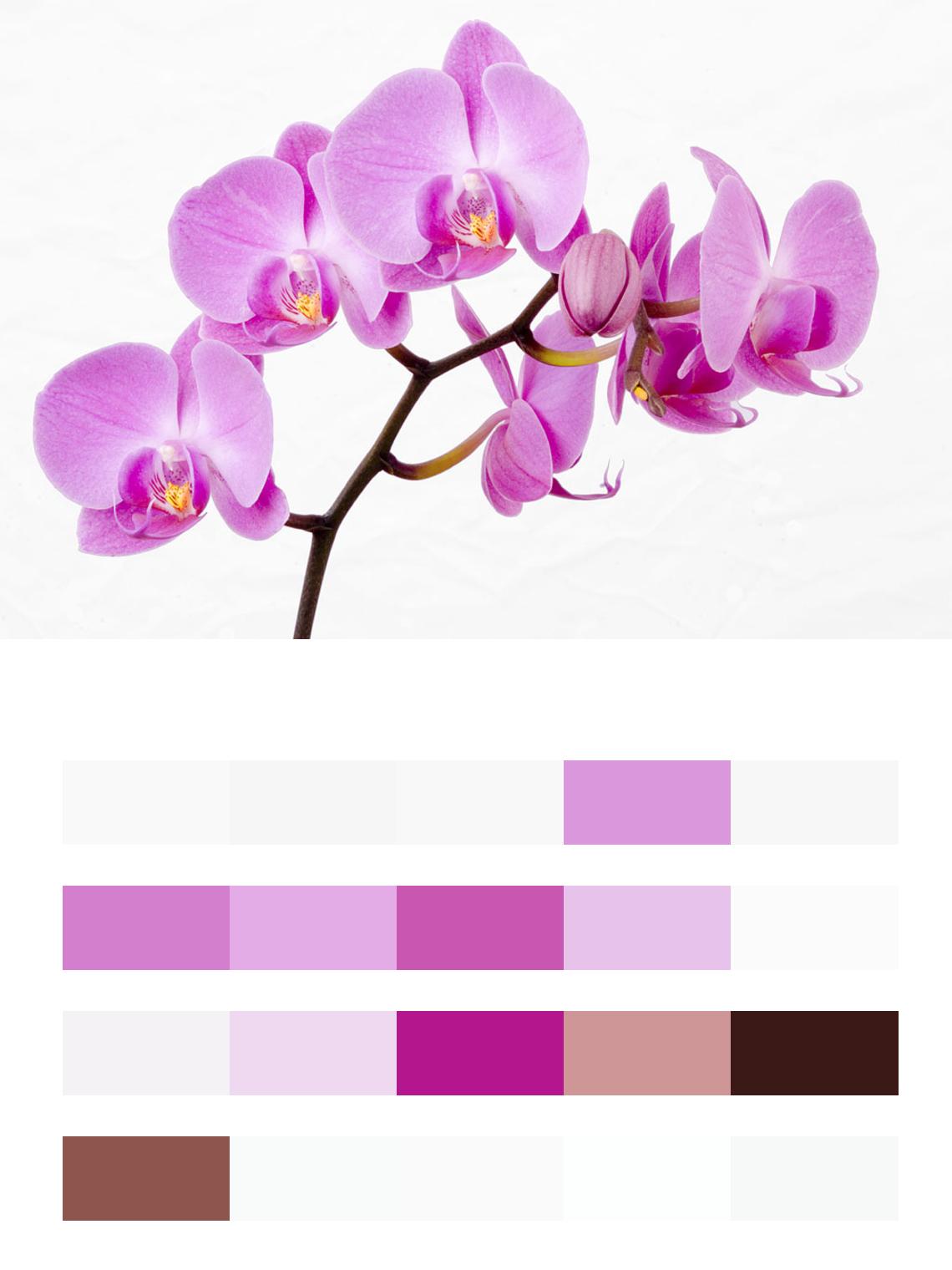 Ветка орхидеи цвета