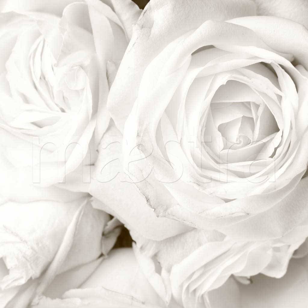 Фотообои Белые розы красивые