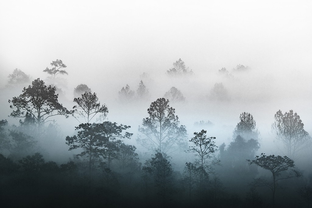 Фотообои Лес в утреннем тумане